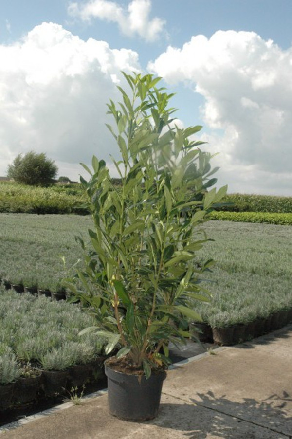 Kirschlorbeer Novita | Prunus Novita | Baumschuleonline