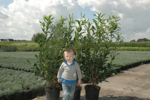 Kirschlorbeer Novita | Prunus Novita | Baumschuleonline