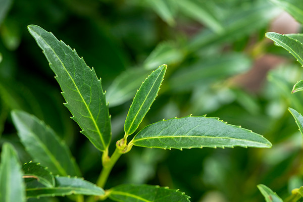 variegated monstera seedling Monstera Deliciosa “Bulbasaur” main image 0