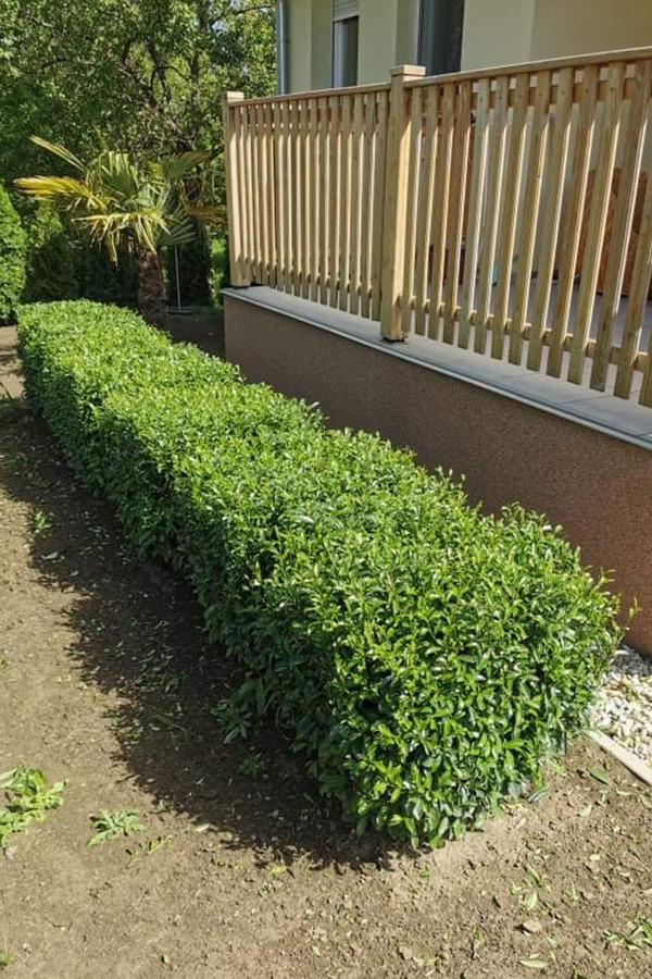 Kirschlorbeer Sofia | Prunus | Baumschuleonline