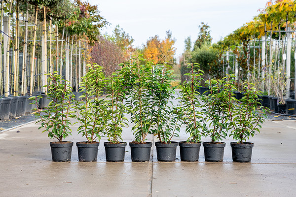 Portugiesischer Kirschlorbeer | Prunus Angustifolia | Schon ab 2