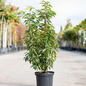 Portugese laurier (Prunus lusitanica Angustifolia)
 Portugese laurier (Prunus lusitanica Angustifolia)