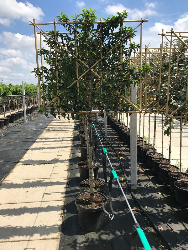 Portugiesischer Kirschlorbeer spalier Halbstamm | Prunus | Baumschuleonline