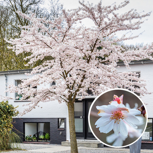Prunus subhirtella 'Autumnalis'