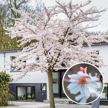 Prunus subhirtella 'Autumnalis'  Prunus subhirtella 'Autumnalis'