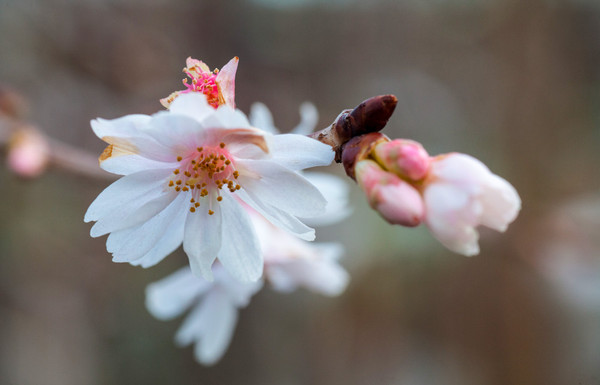 Close up bloem Prunus subhirtella 'Autumnalis'