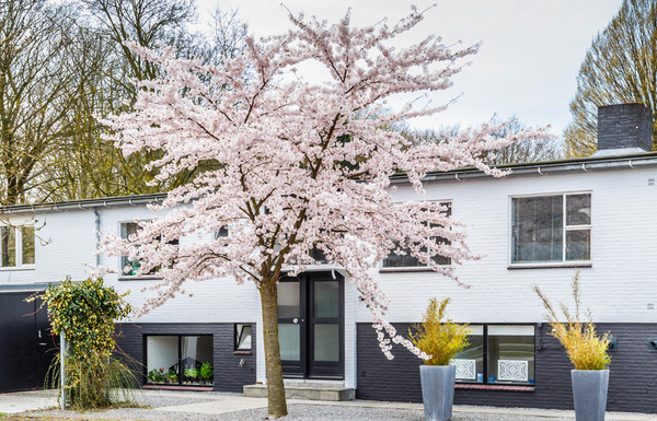 Winterkers 'Autumnalis' sfeerfoto