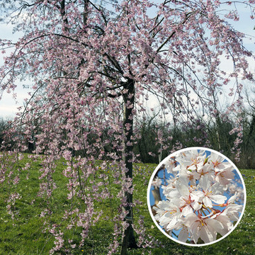 Prunus subhirtella Pendula Prunus subhirtella Pendula