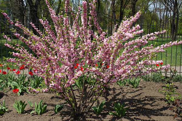 Prunus Triloba 