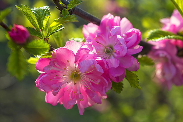 Prunus Triloba 