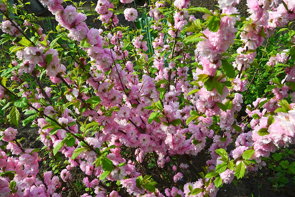 Prunus Triloba 
