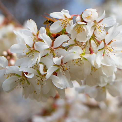 Prunus yedoensis Ivensii