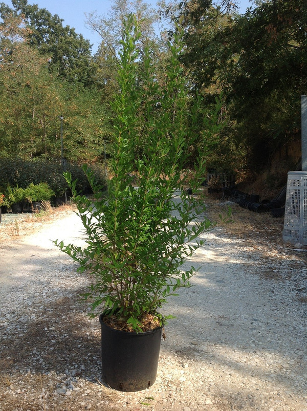 Granatapfelbaum kaufen | Punica granatum | Baumschuleonline