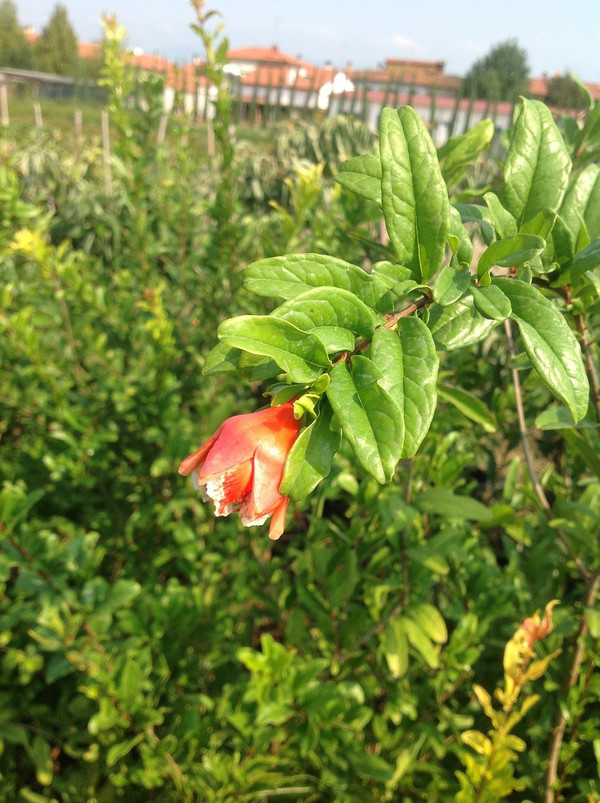 Granatapfelbaum kaufen | Punica granatum | Baumschuleonline