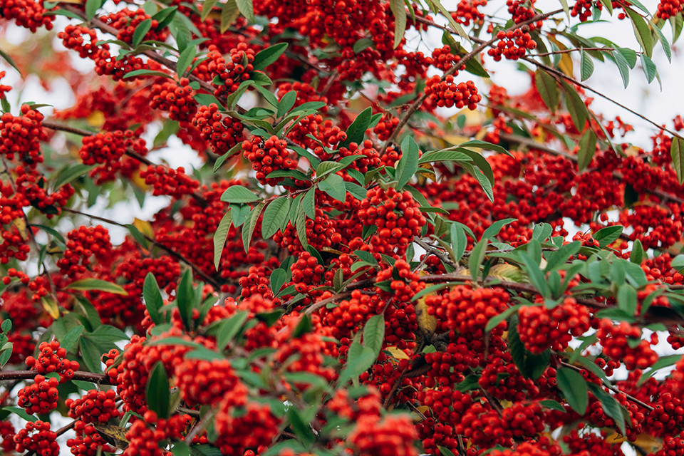 Pyracantha ‘Rosso’ - Vuurdoorn