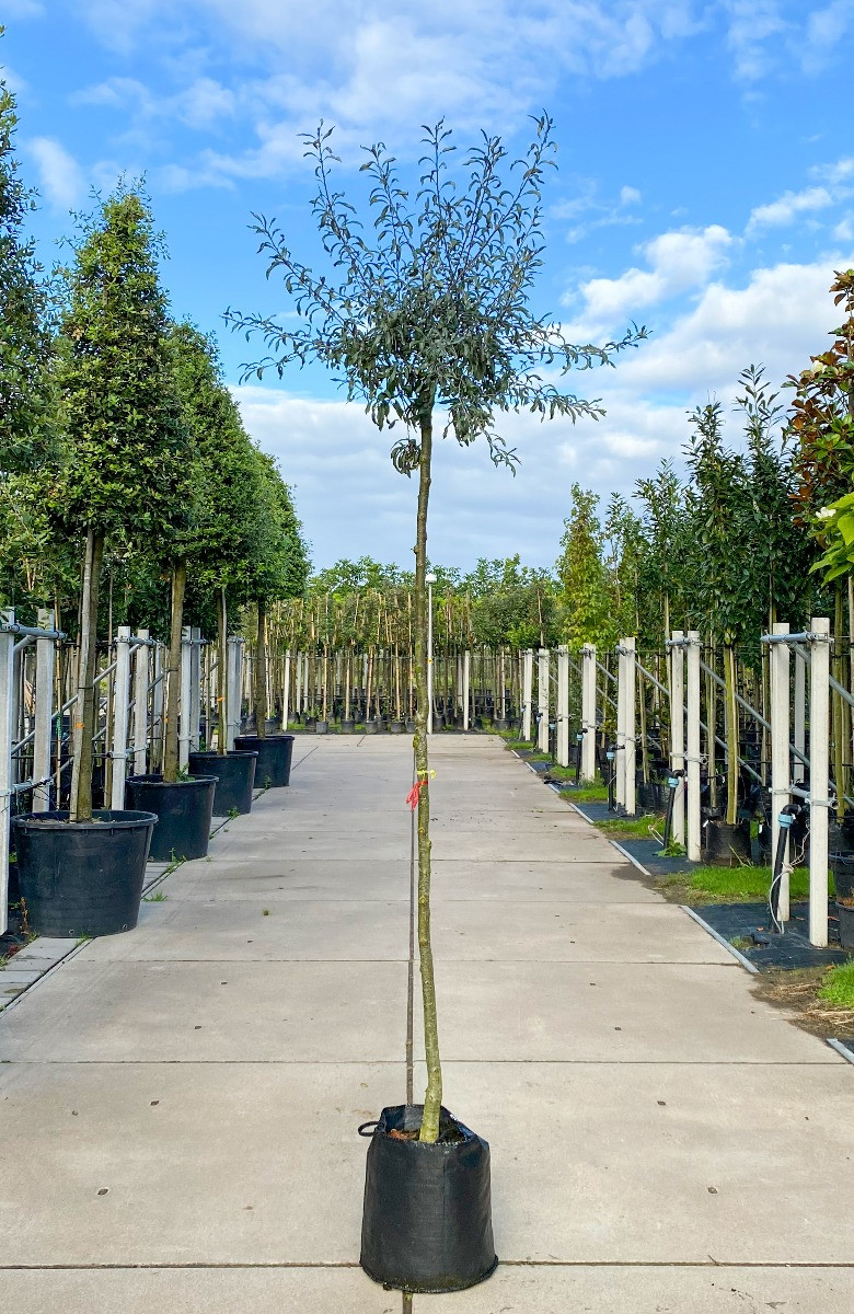 treur sierpeer op de kwekerij