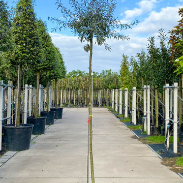 treur sierpeer op de kwekerij treur sierpeer op de kwekerij