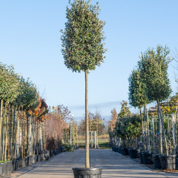 Steeneik Quercus ilex detail Steeneik Quercus ilex detail