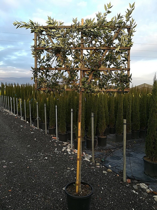 Steineiche Spalier | Quercus ilex |Baumschuleonline