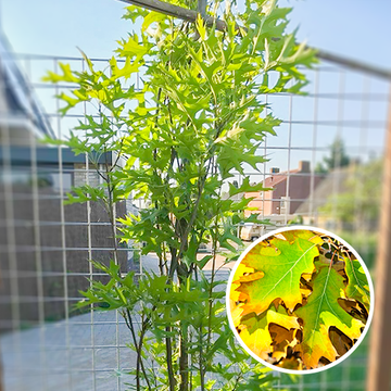 Quercus palustris Green Pillar Quercus palustris Green Pillar