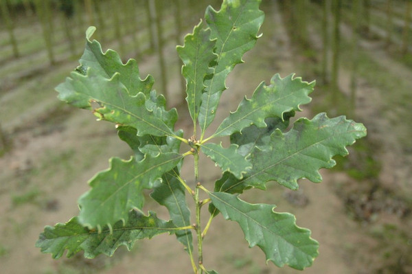 Stieleiche Blatt