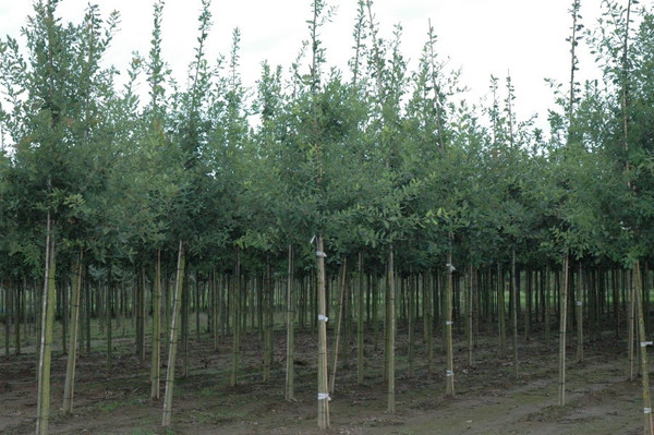 Quercus robur