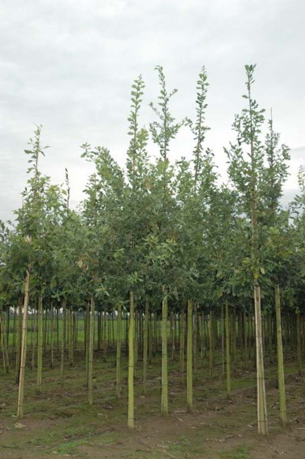 Quercus robur kaufen