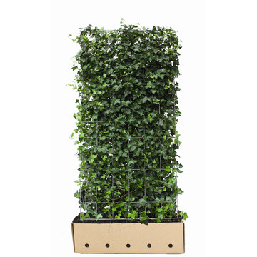 Quickhedge Hedera hibernica 120x180 Quickhedge Hedera hibernica 120x180