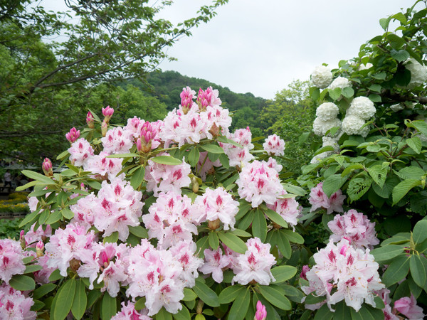 Bestellen Sie Rhododendron Albert Schweitzer online bei  Baumschuleonline.de | Rhododendren kaufen
