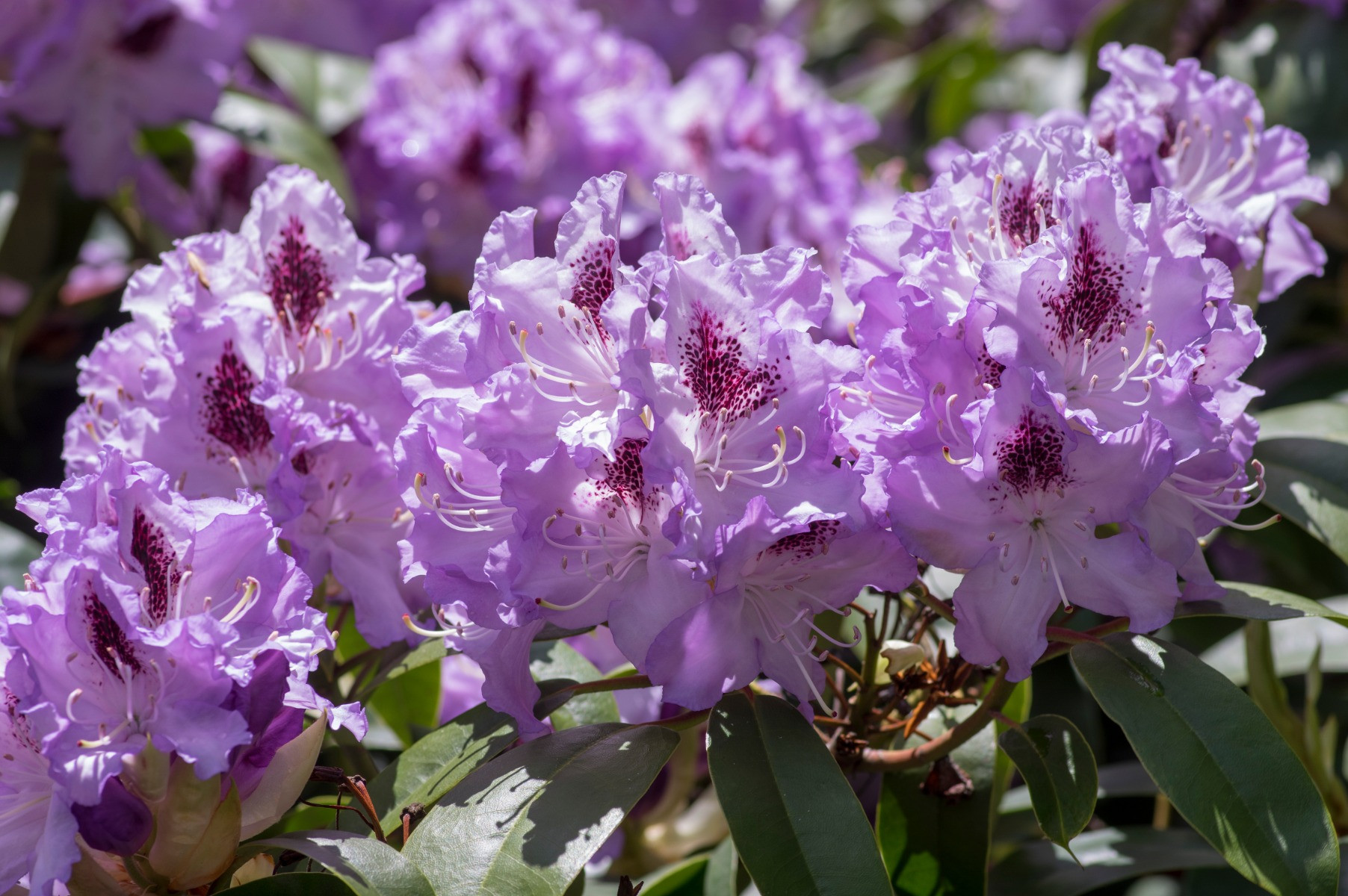 Rhododendron Blue Peter