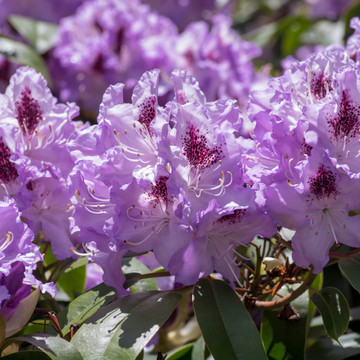 Rhododendron Blue Peter Rhododendron Blue Peter
