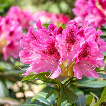 Rhododendron 'Cosmopolitan' 30-40cm Rhododendron 'Cosmopolitan' 30-40cm