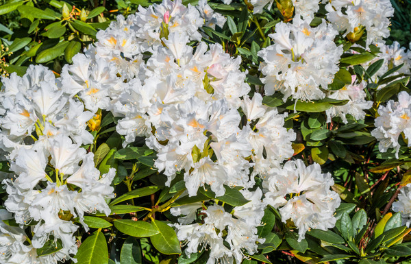 rhododendron pink pearl Honsu's Baby main image 1