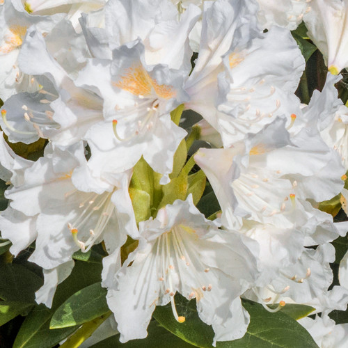 Rhododendron Cunningham's White