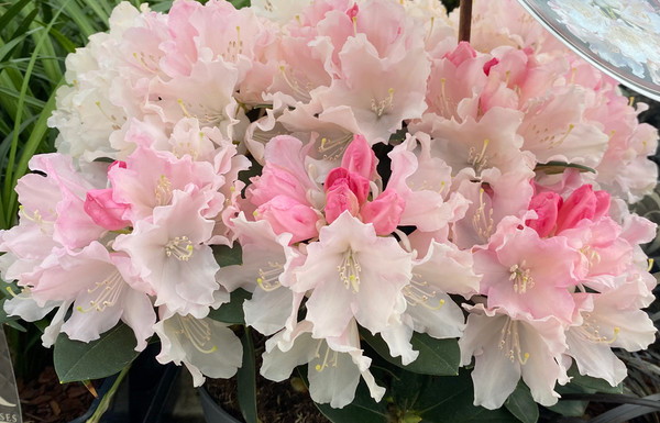 Rhododendron 'Dreamland' | Zwerg-Rhododendron