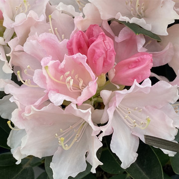 Rhododendron Dreamland 30-40cm Rhododendron Dreamland 30-40cm