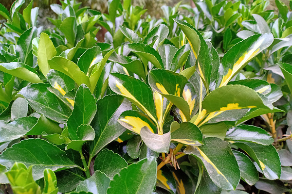 schefflera umbrella plant Dwarf Umbrella Tree | Care Guide and Pro Tips - Delivery from Toronto  across Canada