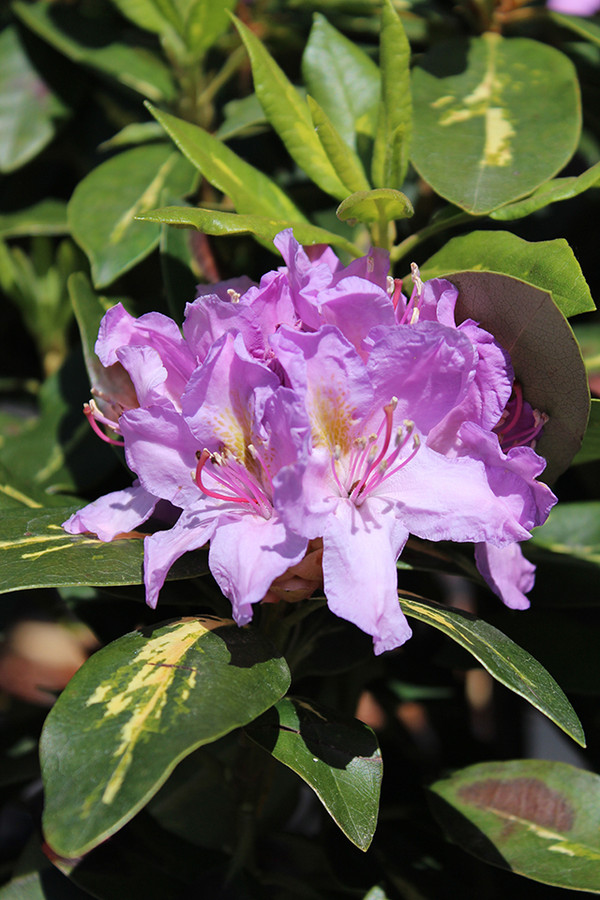 Rhododendron 'Goldflimmer' | Baumschuleonline.de
