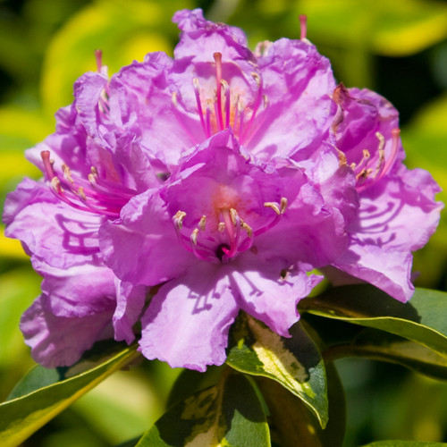Rhododendron Goldflimmer 30-40cm