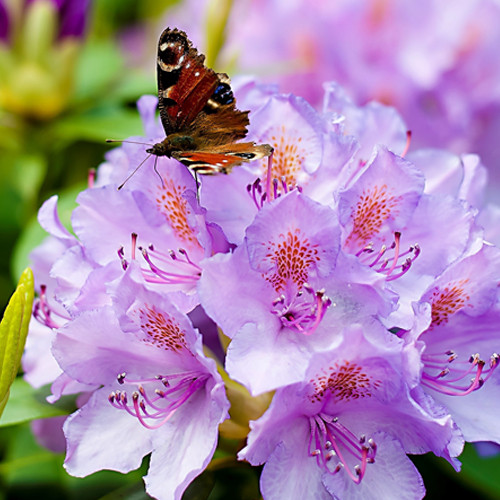 Rhododendron catawbiense Grandiflorum