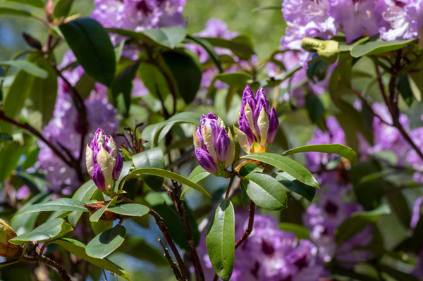 Rhododendron 'Blue Peter' | Kaufen Sie jetzt eine Rhododendron-Staude  online bei Baumschuleonline.de