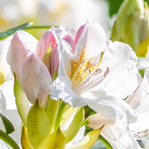 Rhododendron Madame Masson 30-40cm