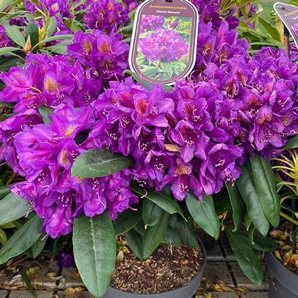 Rhododendron 'Marcel Menard' (paars-violette rhododendron) | Struik kopen Rhododendron 'Marcel Menard' (paars-violette rhododendron) | Struik kopen