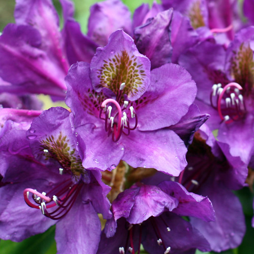 Rhododendron Marcel Menard 30-40 cm