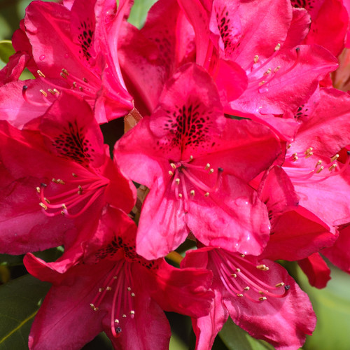 Rhododendron Nova Zembla 30-40cm