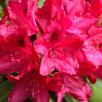Rhododendron Nova Zembla 30-40cm Rhododendron Nova Zembla 30-40cm