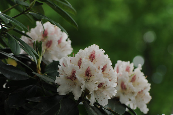 cunningham rhododendron Cunningham's White Rhododendron main image 0