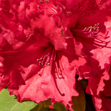 Rhododendron Red Jack 30-40cm Rhododendron Red Jack 30-40cm