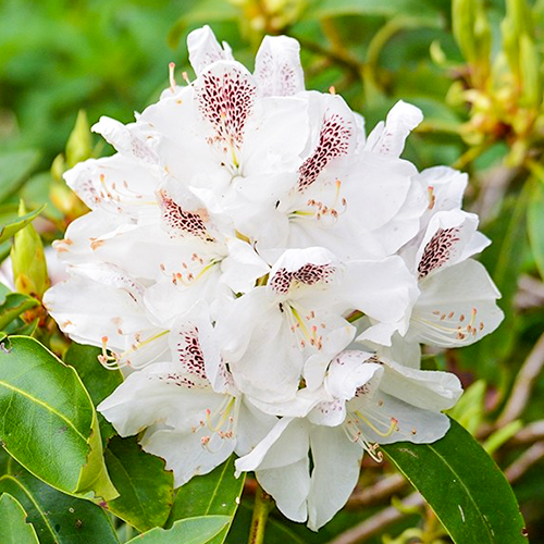 Rhododendron porzellan close up 