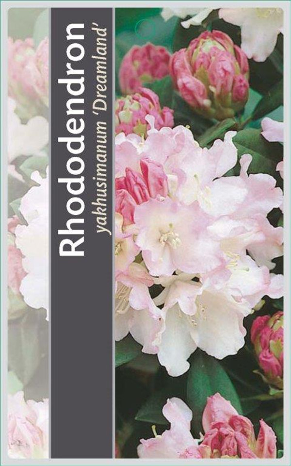 knstliche topfpflanzen wie echt Knstliche Pflanze 65 cm im Topf Grnpflanze Zimmerpflanze Kunstpflanz   arnusa